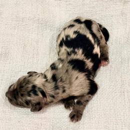 Sprig - Merle male Goldendoodle puppy in Livermore, Colorado from Heritage Hills Family Doodles