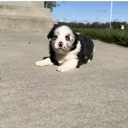 Betty - Blue merle female Australian Shepherd puppy in Laotto, Indiana from Circle B working Aussies