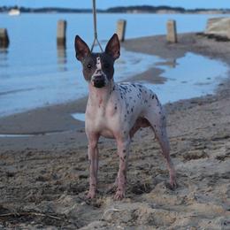GCH CH Oliver - American Hairless Terrier