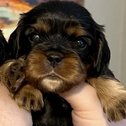 Gideon - Blue Boy - Black and tan male Cavalier King Charles Spaniel puppy in Little Rock, Arkansas from Montra Japanese Chin & Cavalier King Charles Spaniels