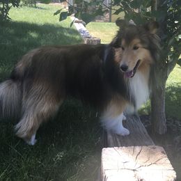 Connor - Sable and white male Shetland Sheepdog puppy in Evansville, Wyoming from Cindy Scott's Shetland Sheepdogs