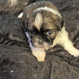 Shih Tzus from Angela’s Shih Tzu