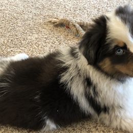 Australian Shepherd Puppies from Painted Blue Aussies
