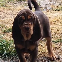 Bloodhound Puppies from KRC Ozark Mountain Bloodhounds