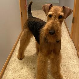 Airedale Terriers from Driftwood Kennel