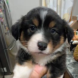 Daytona - Black and tan male Pembroke Welsh Corgi puppy in Bridge City, Texas from Disco Corgis