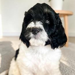 Chance - Black and white male Bernedoodle puppy in Huntsville, Alabama from Falcon Ridge Doodles