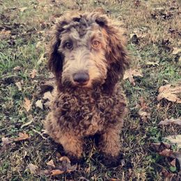 Sadie  - Labradoodle