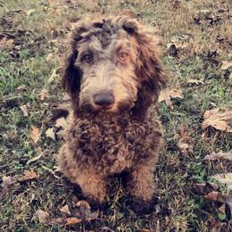 Sadie  - Labradoodle