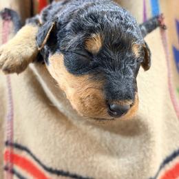 Miss Gray - Black and tan female Airedale Terrier puppy in Mooresville, North Carolina from Farm 55