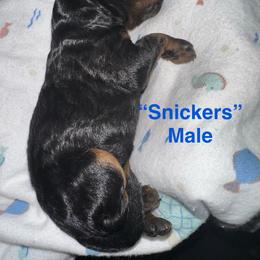 Boy 2 - Black and tan male Yorkipoo puppy in Lakeland, Florida from Doodles & Danes