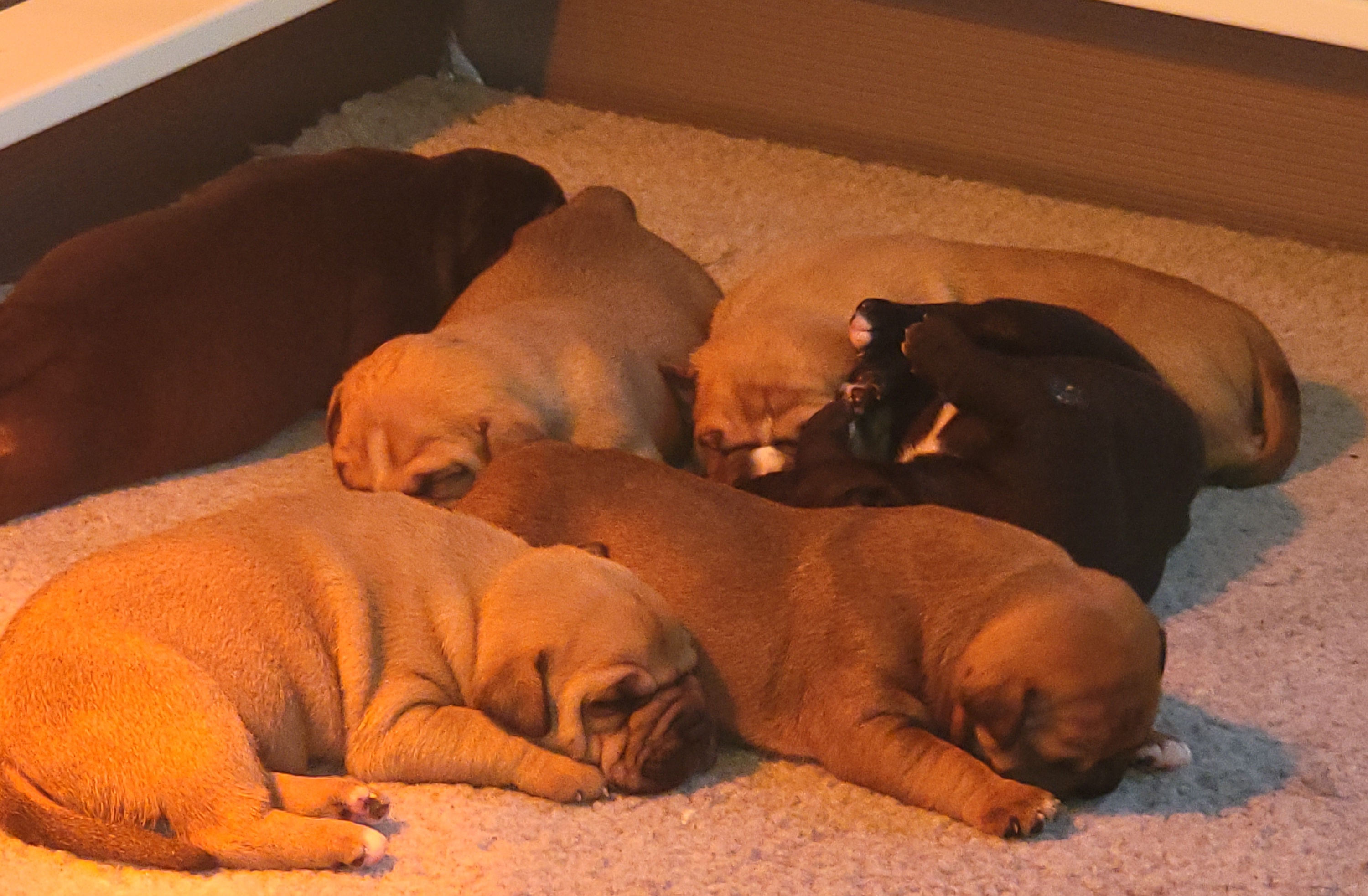 American Bully puppies from Kilo Company American Bullies