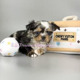 Pinkie Pie - Merle female Chihuahua puppy in Anderson, South Carolina from Lil Treasures Chihuahuas