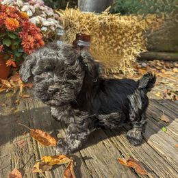 Havanese Puppies from Charlotte Landry