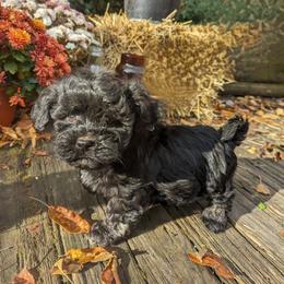 Havanese Puppies from Charlotte Landry