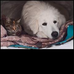 Border Collie and Maremma Sheepdog Puppies from 2J 2K Border Collies & Maremma Sheepdogs