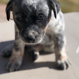 Australian Cattle Dog Puppies from Christensen Heelers