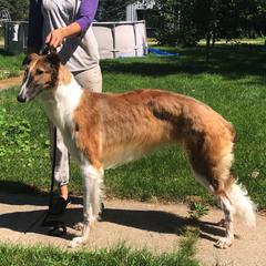 Borzoi All Grown Up from Northern Tier Hounds