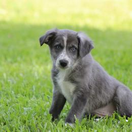 Girl 1 - Slate female Border Collie puppy in Tylertown, Mississippi from Cool Meadow Farms