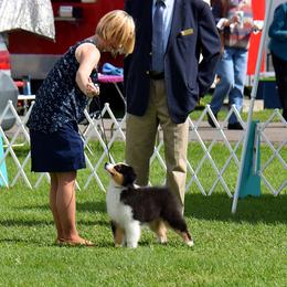Australian Shepherd Puppies from Big Screen Aussies