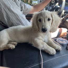 Kimba - Dachshund