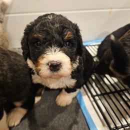 Light Pink - Tri-color female Bernedoodle puppy in Shelby, North Carolina from Forever Grateful Doodles