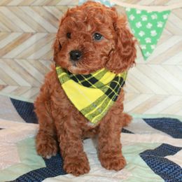 Shiloh - Blenheim Cavapoo puppy in Dundee, Ohio from Dundee Dandy Poodles