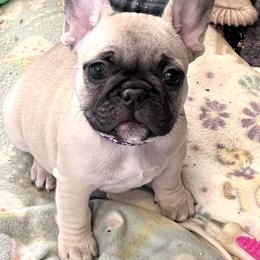 French Bulldog Puppies from White Hippo Frenchies