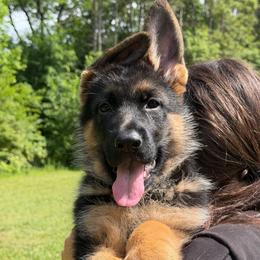 Chanel - Black and red female German Shepherd puppy in Harvard, Illinois from Aus Dem Meer German Shepherds