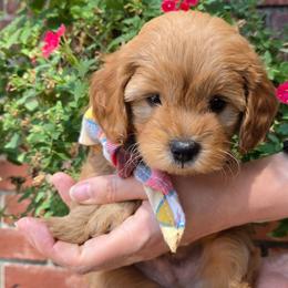 Charlie - Apricot male Goldendoodle puppy in Little Rock, Arkansas from Adorable Mini Doodles LLC