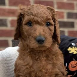 Goldendoodles from Beloved Goldendoodles, LLC.