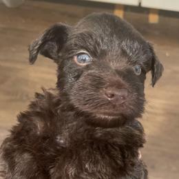 Rigatoni - Liver male Miniature Schnauzer puppy in Interlachen, Florida from Pam's Schnauzers