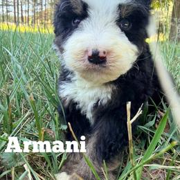 Armani with training - Tri-color male Bernedoodle puppy in Boonville, North Carolina from Doods & Dolls