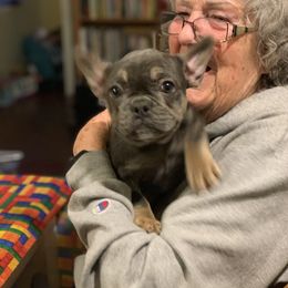 Boston Terrier and French Bulldog Puppies from High Plains