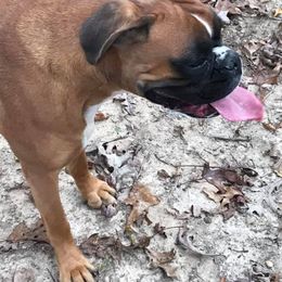 Boxer All Grown Up from Vom Waterfalls