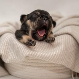 Daisy - Black and tan female French Bulldog puppy in Violet Hill, Arkansas from Obduro Bullies and Frenchies