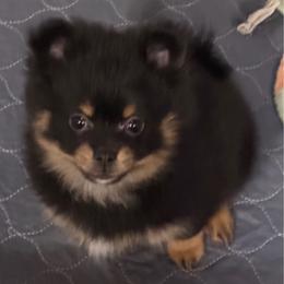 Sassy's girl - Black and tan female Pomeranian puppy in Decatur, Iowa from Lisa Greenhalgh