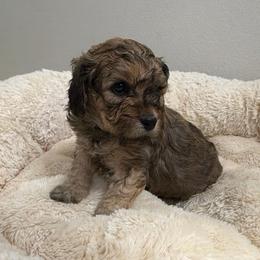 Cinnamon - Sable female Cavapoo puppy in Spokane, Washington from PJE Cavs and Poos
