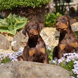 Doberman Pinscher Puppies from Laurel Vail