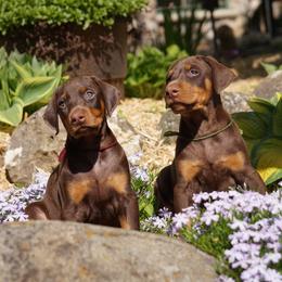 Doberman Pinscher Puppies from Laurel Vail