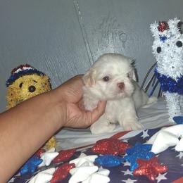 Boy 2 - White male Shih Tzu puppy in Birmingham, Alabama from K&D kennels