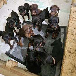 Doberman Pinscher Puppies from Liberty Edge Ranch