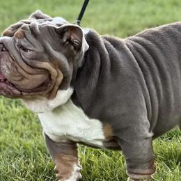 Bulldogs and French Bulldogs from Legacy of Lottos Bulldogs