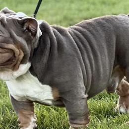 Bulldogs and French Bulldogs from Legacy of Lottos Bulldogs