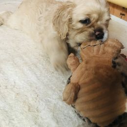Cocker Spaniel Puppies from Shasta View Cockers