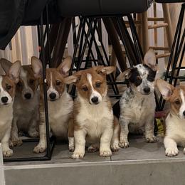 Companion Cross puppies from Stonewall Cowboy Corgis