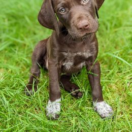 German Shorthaired Pointer Puppies from Dali and Company