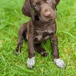 German Shorthaired Pointer Puppies from Dali and Company