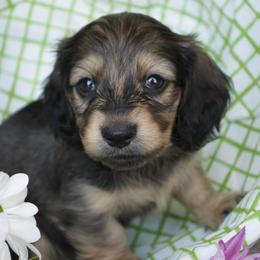 Dachshund Puppies from Dreamheart Dachshunds