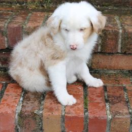 Miniature Australian Shepherd Puppies from Alexander Kennels